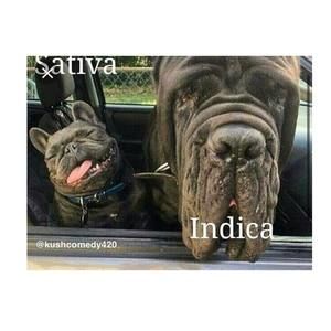 Meet your Posher, Omar